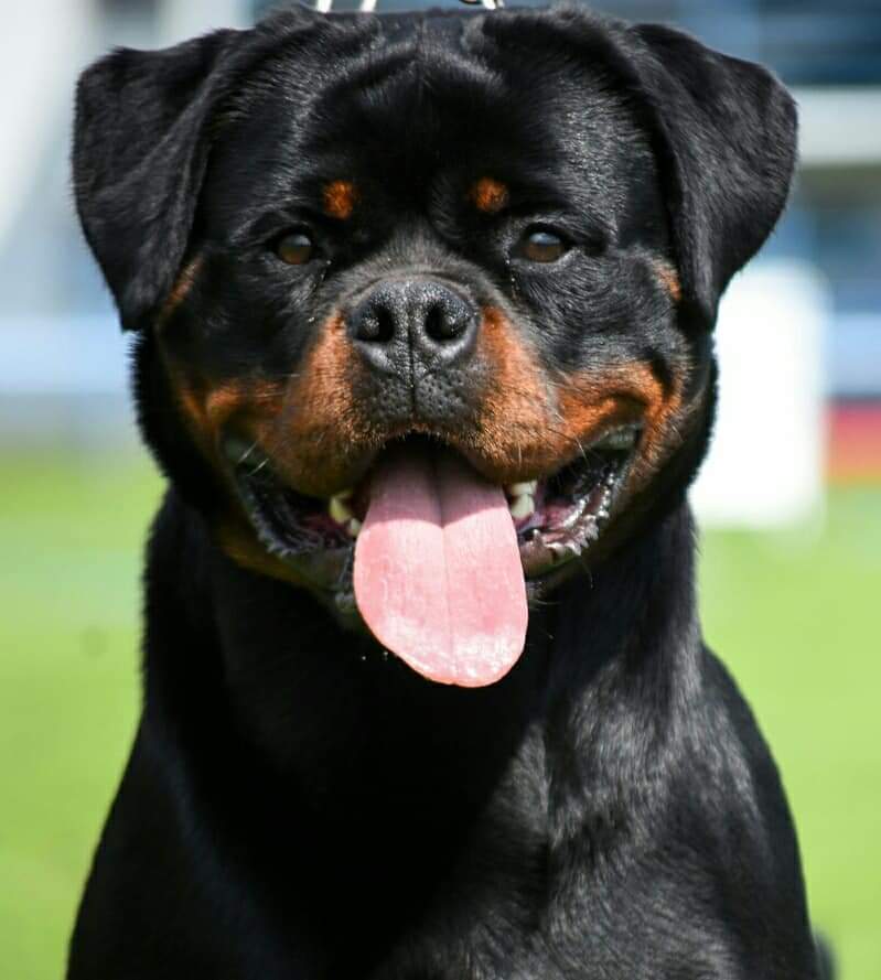 Rottweiler Bia, image 1