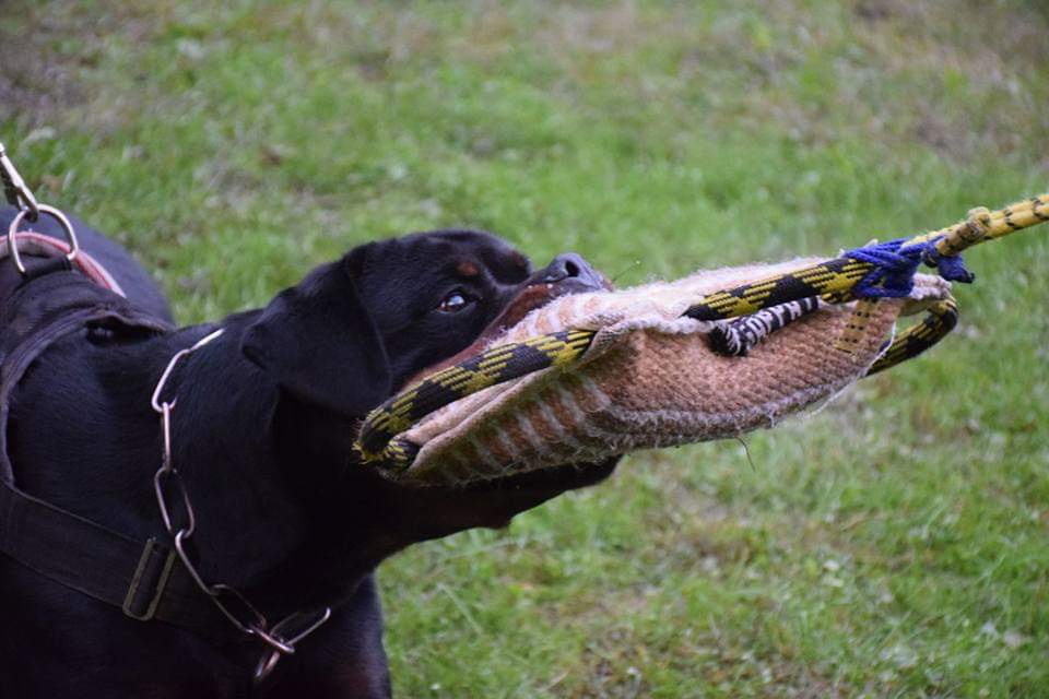 Rottweiler Bia, image 3