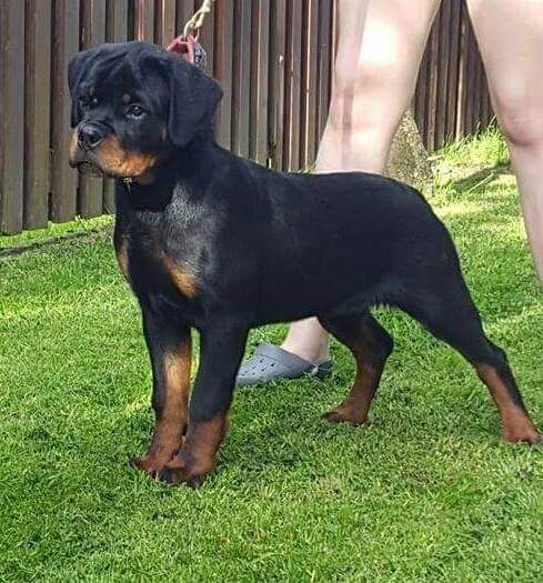 Rottweiler Bia, image 5