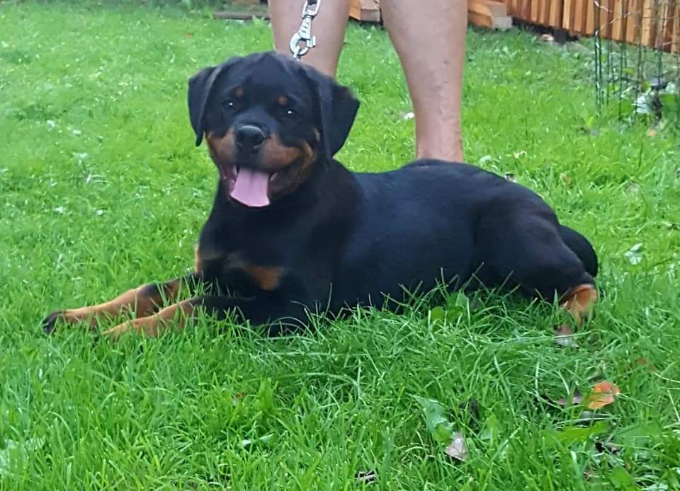 Rottweiler Bia, image 6