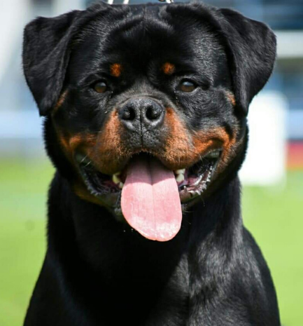 image of the Rottweiler dog Bia