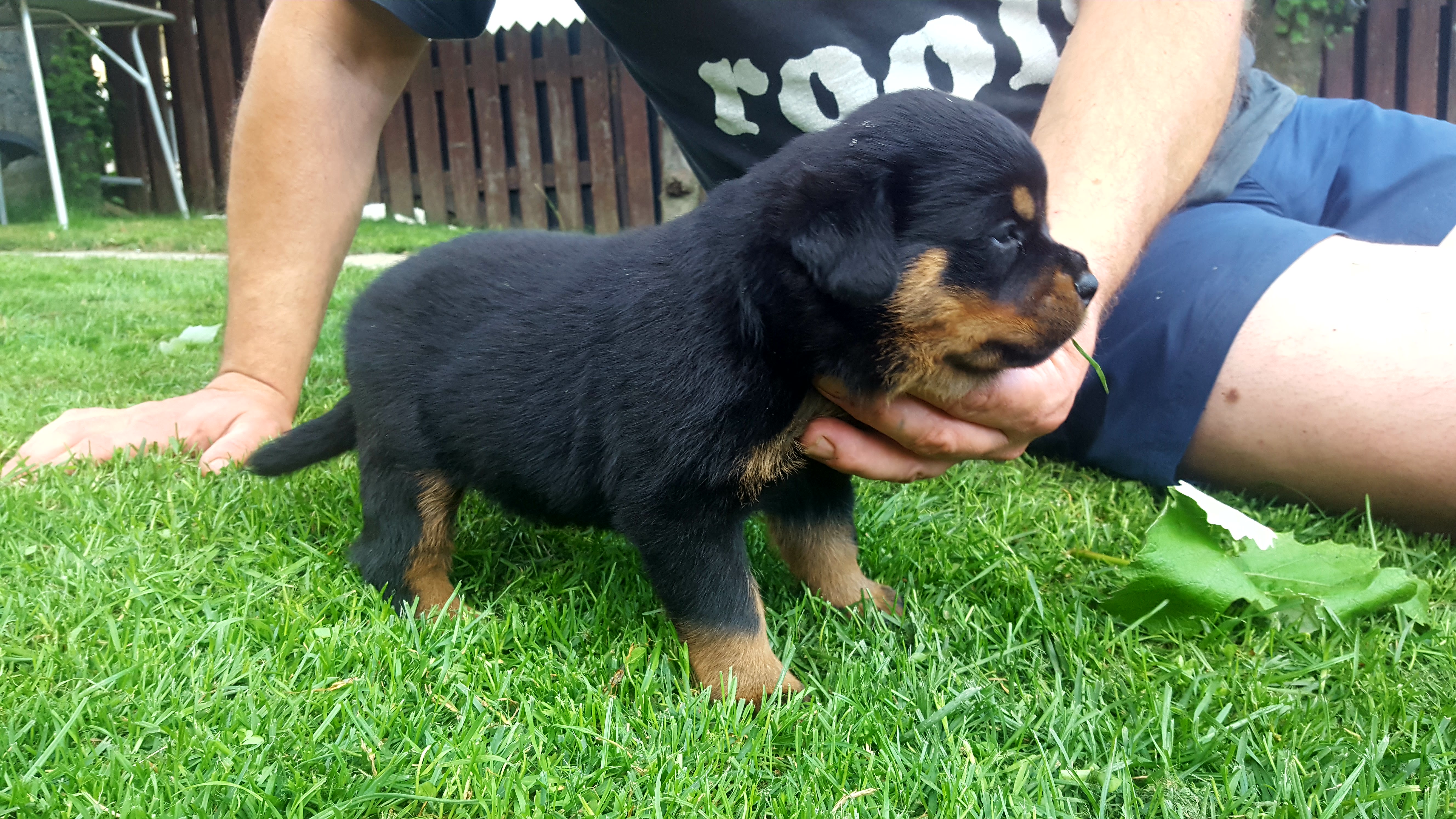 image of the dog Eboran