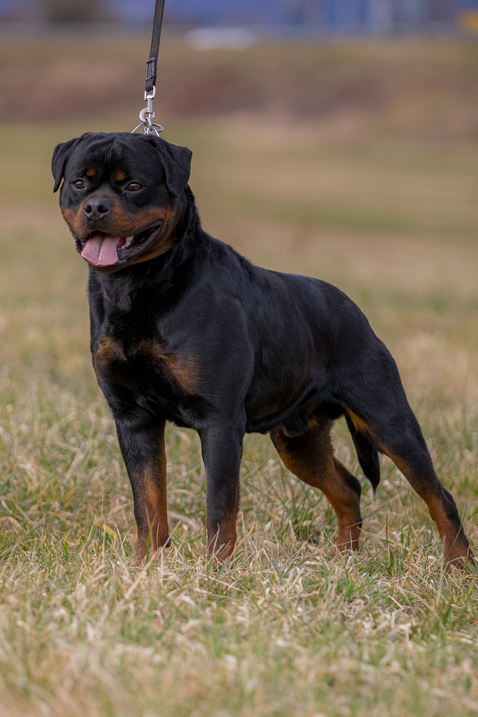 image of the dog Eboran