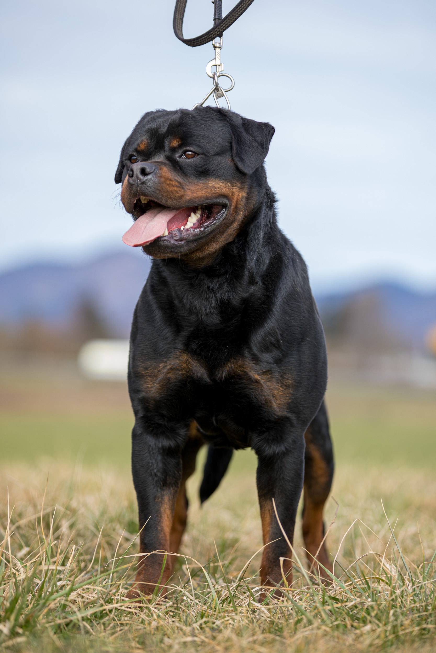 image of the dog Eboran