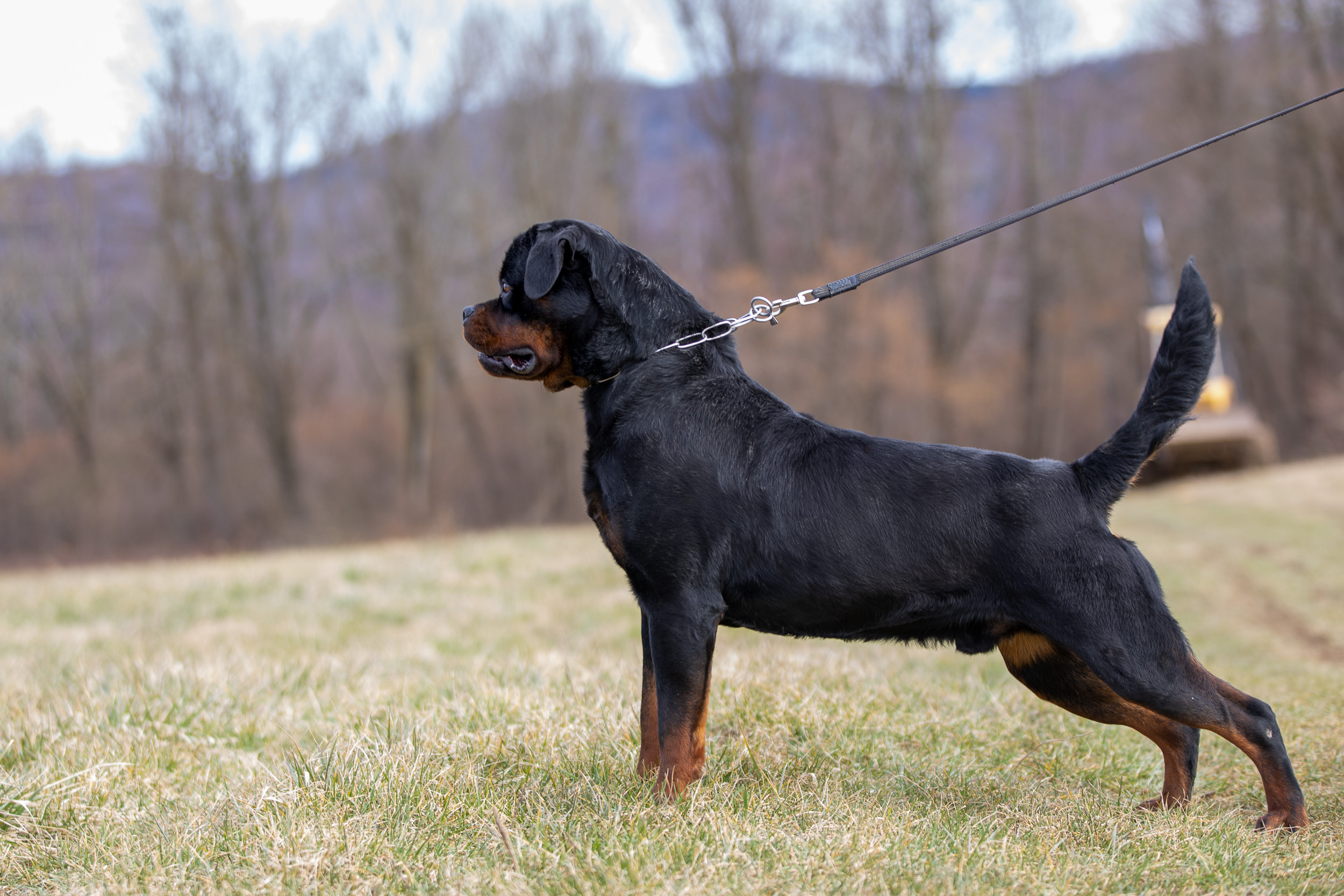 image of the dog Eboran