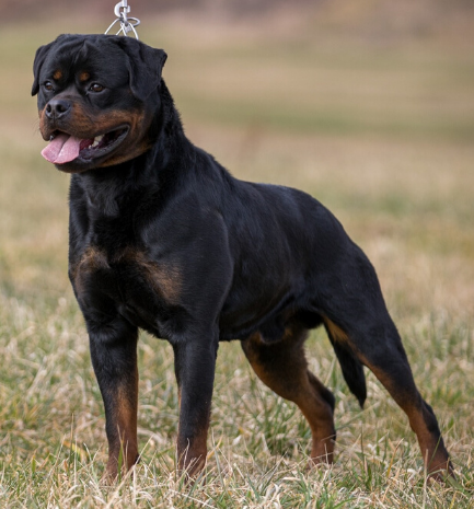 profile of the Rottweiler dog Eboran