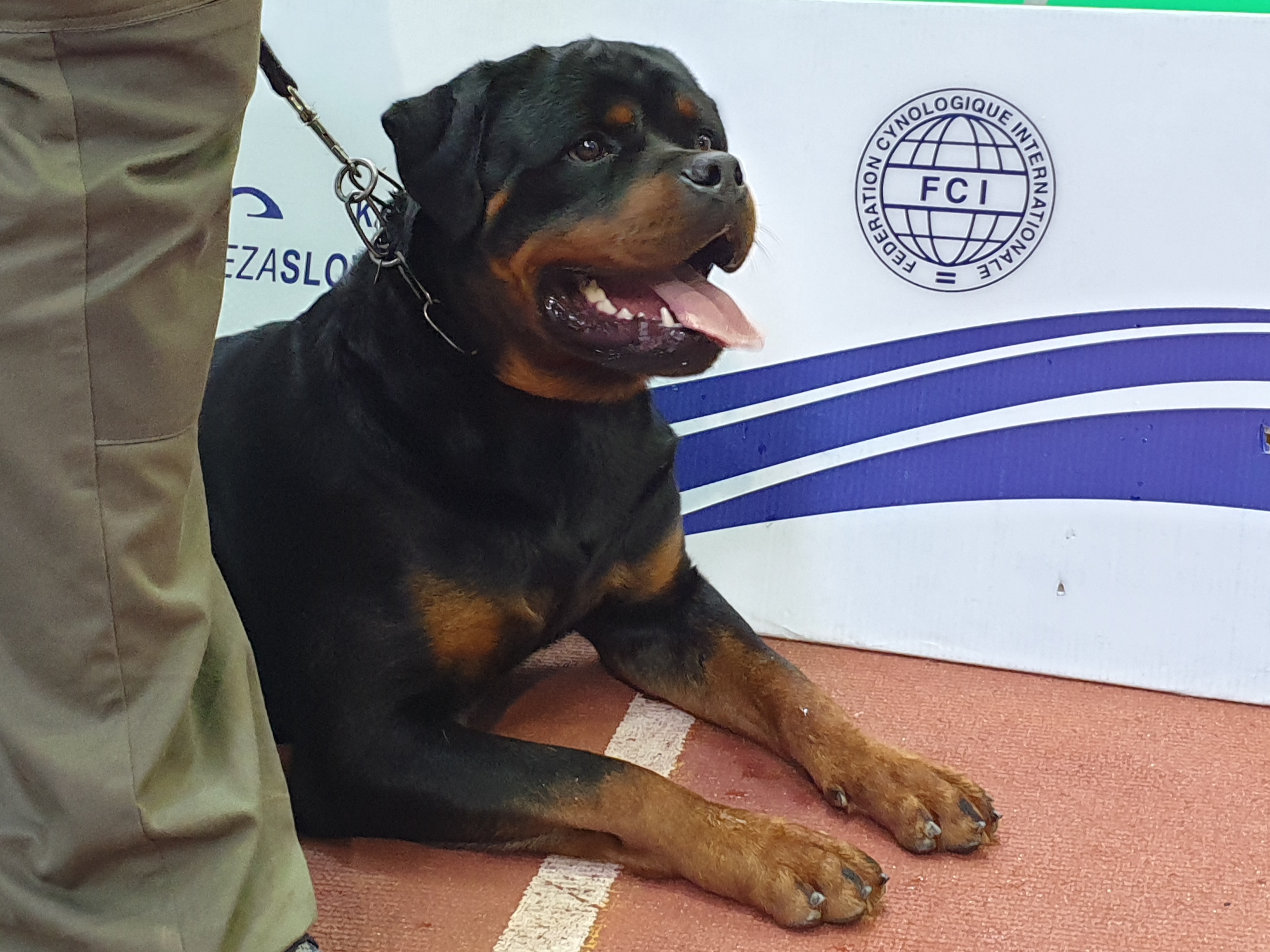 image of the dog Enrique