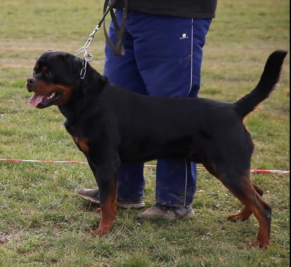 image of the dog Enrique