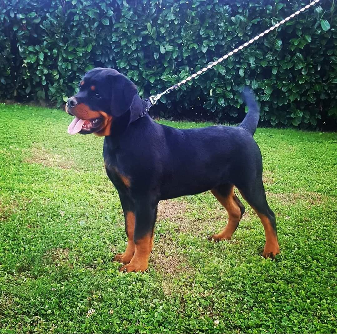 image of the dog Enrique