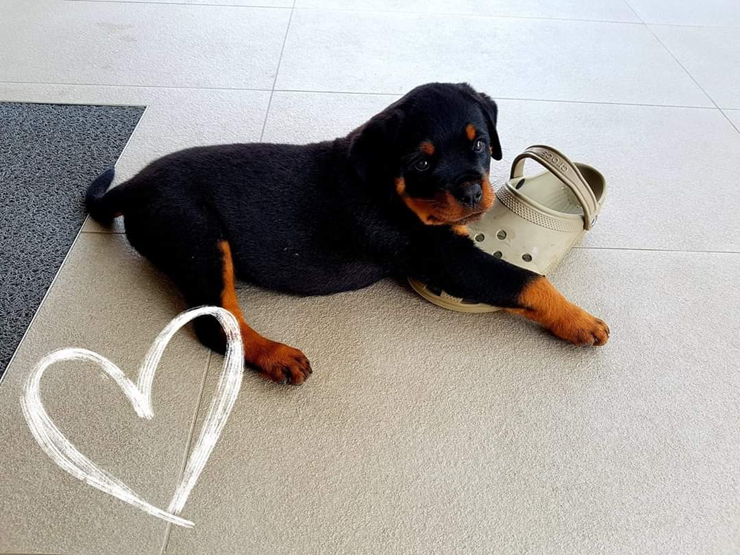 image of the dog Enrique