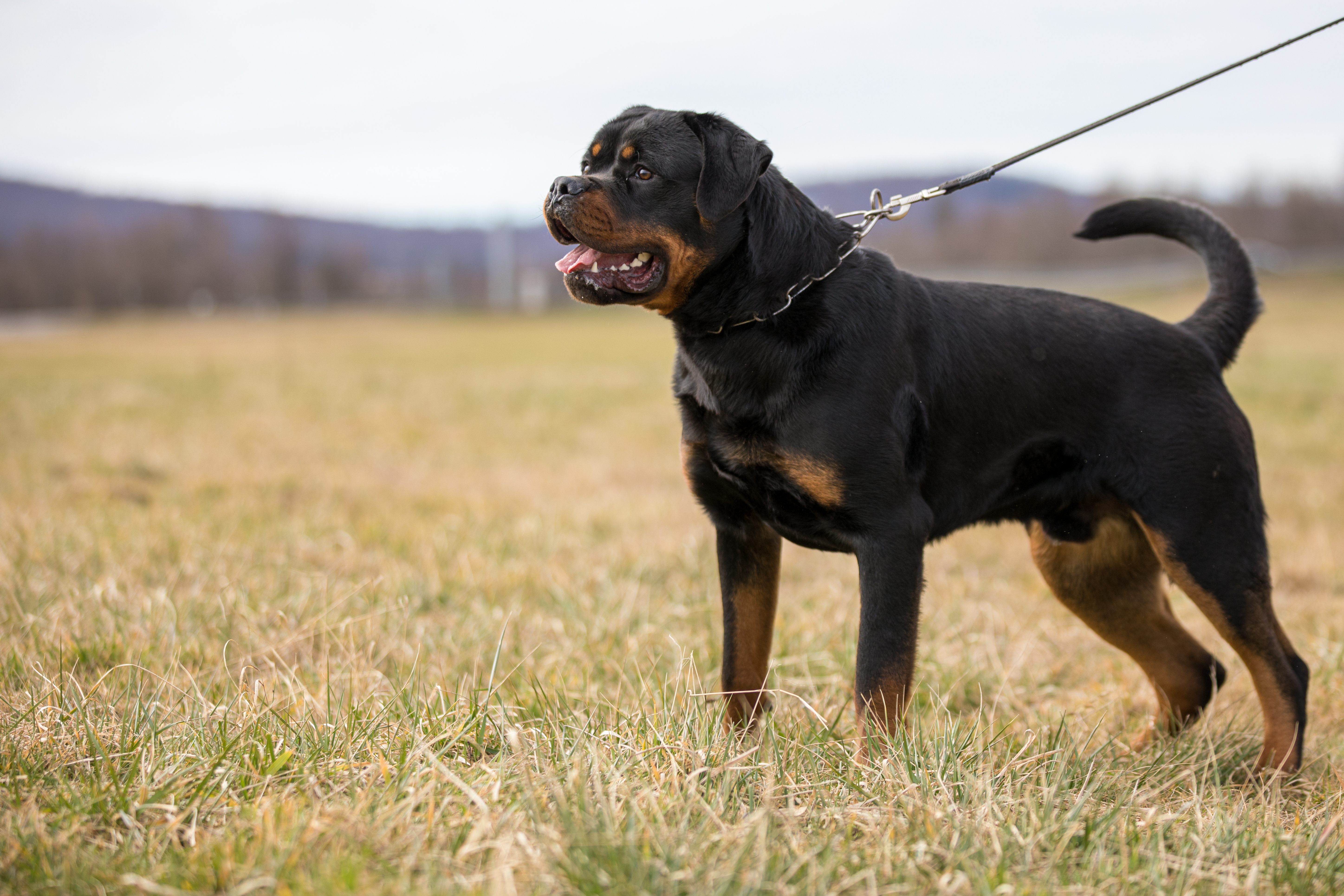 image of the Rottweiler dog Fang