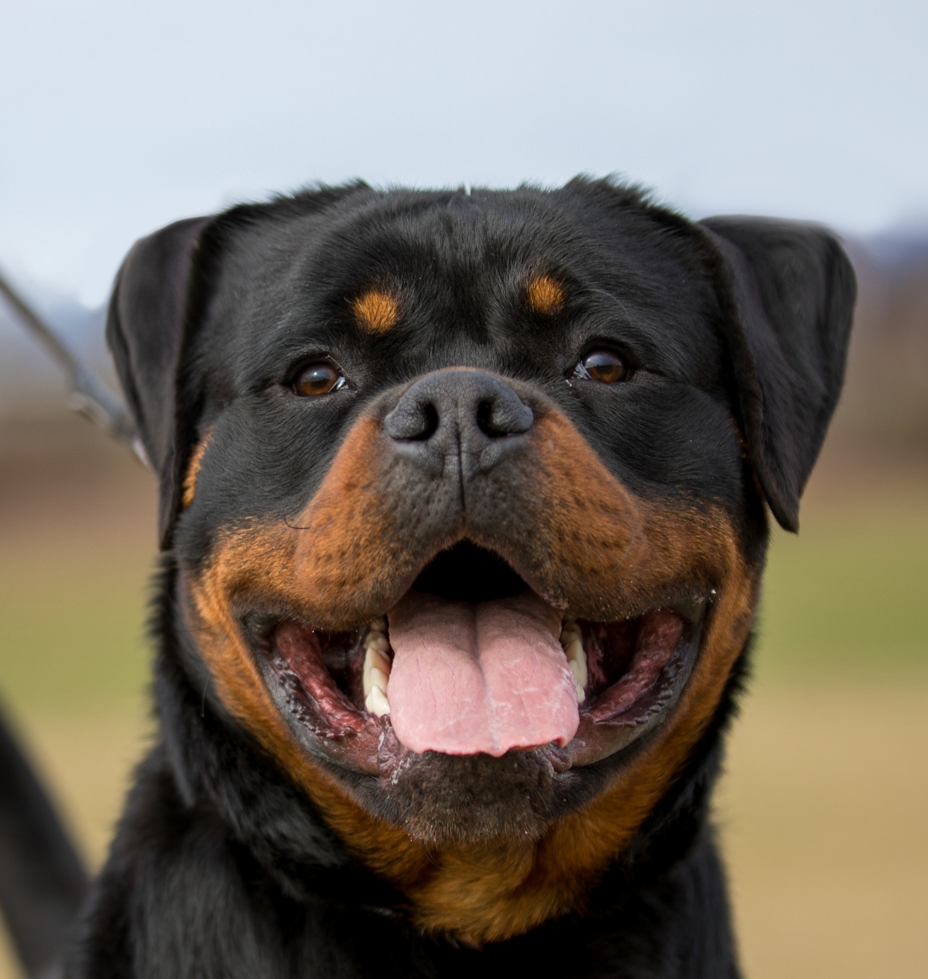 image of the Rottweiler dog Fang