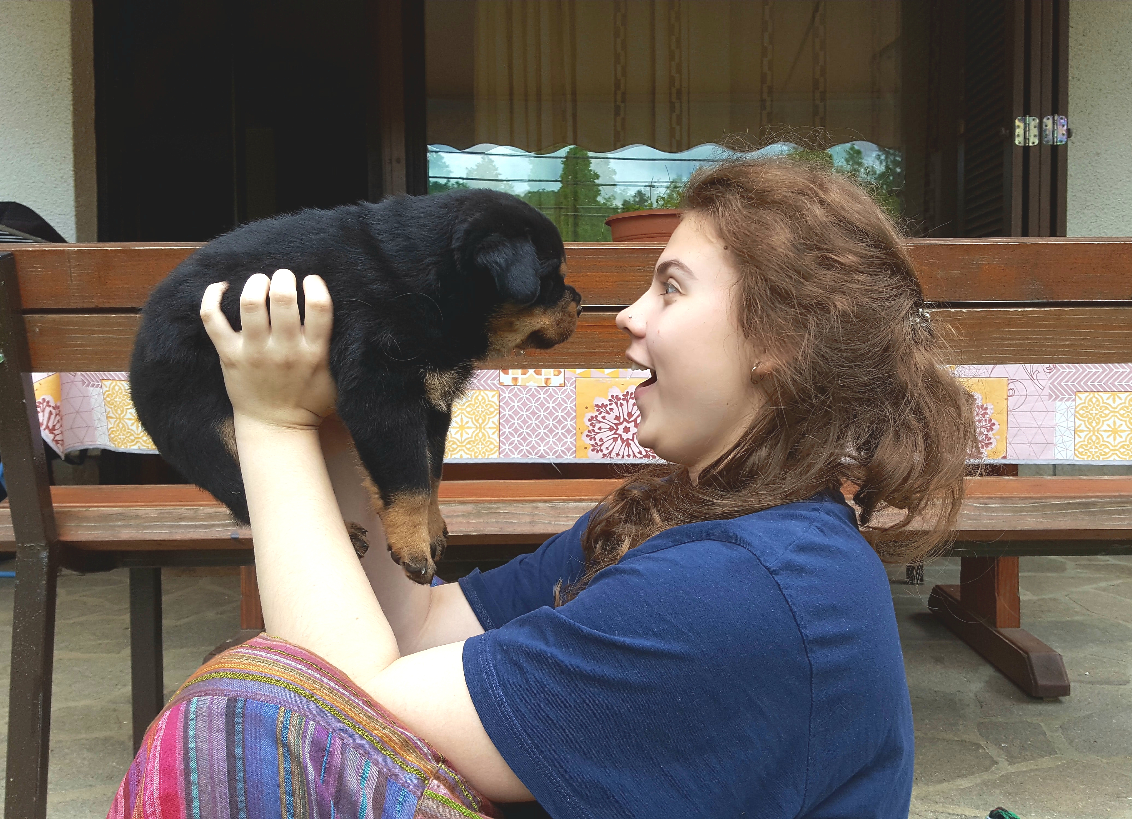 image of the Rottweiler dog Fang