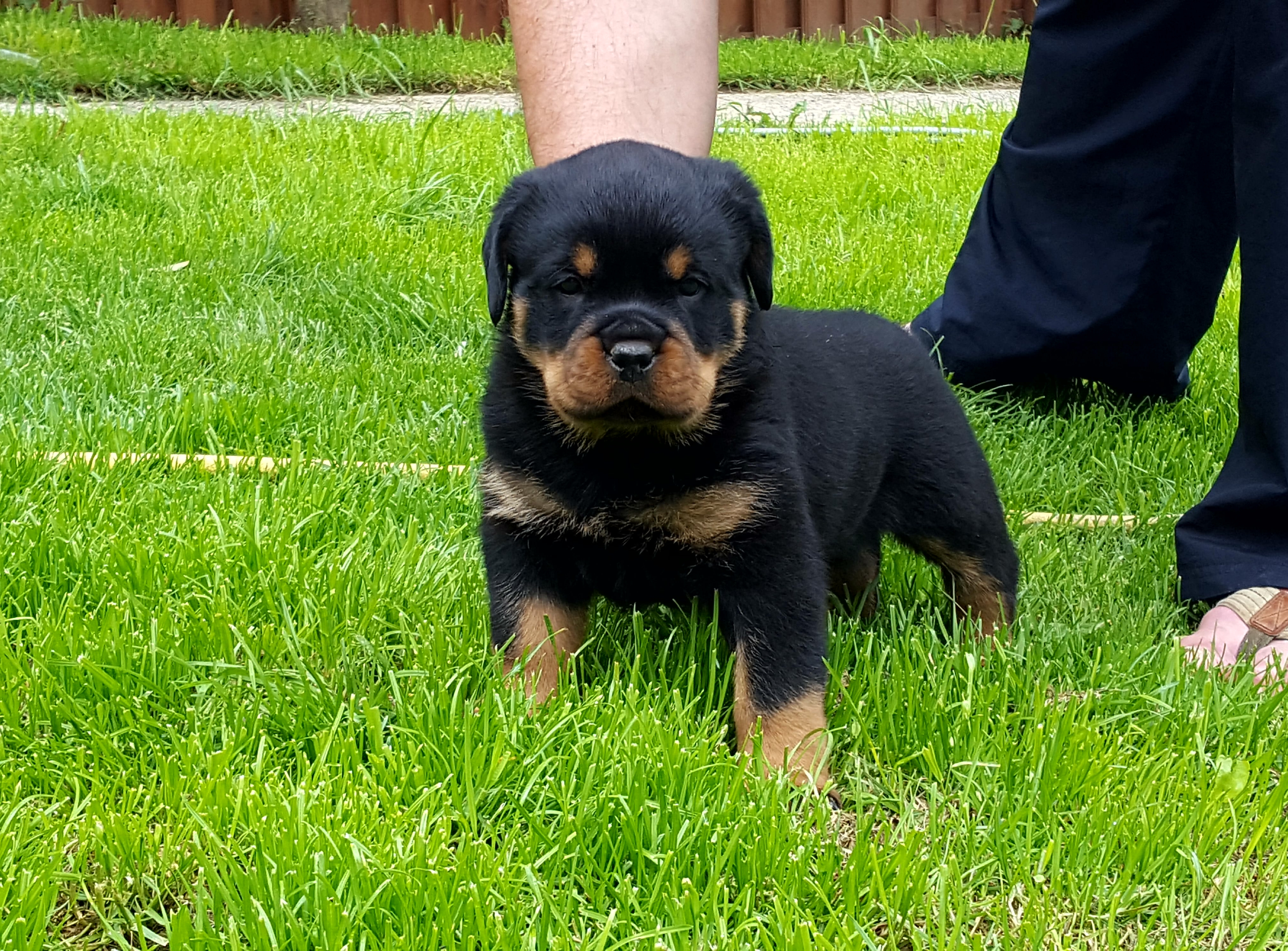 image of the Rottweiler dog Fang