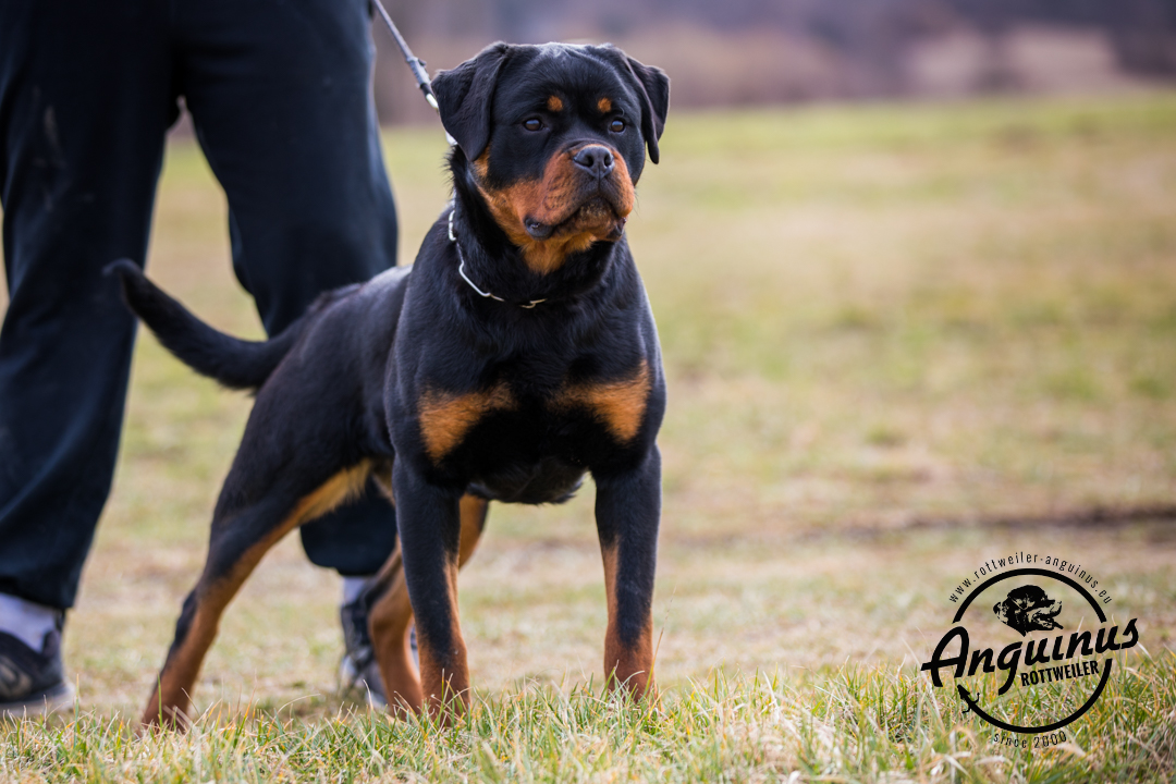 image of the dog Foa