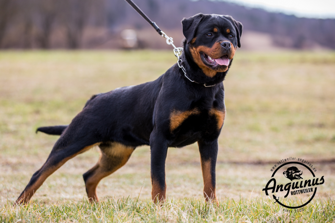 image of the dog Foa