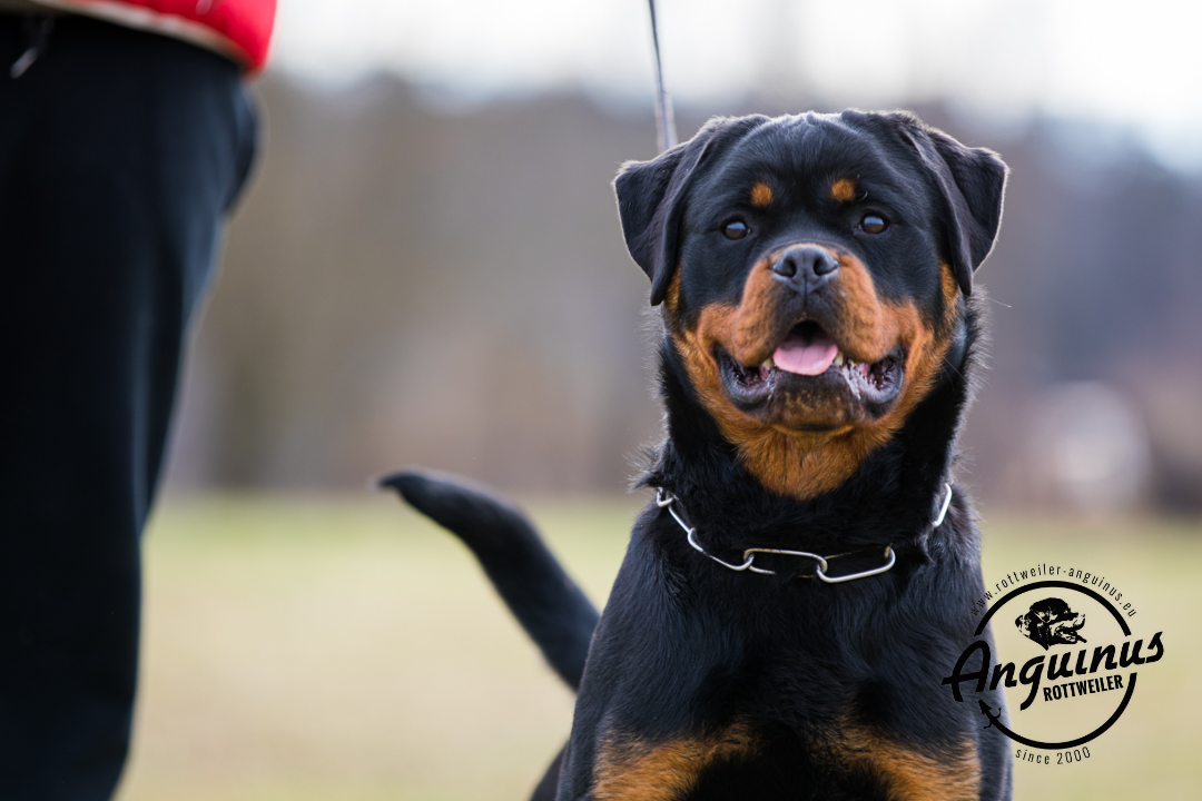 image of the dog Foa