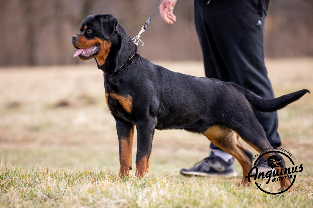 image of the dog Foa