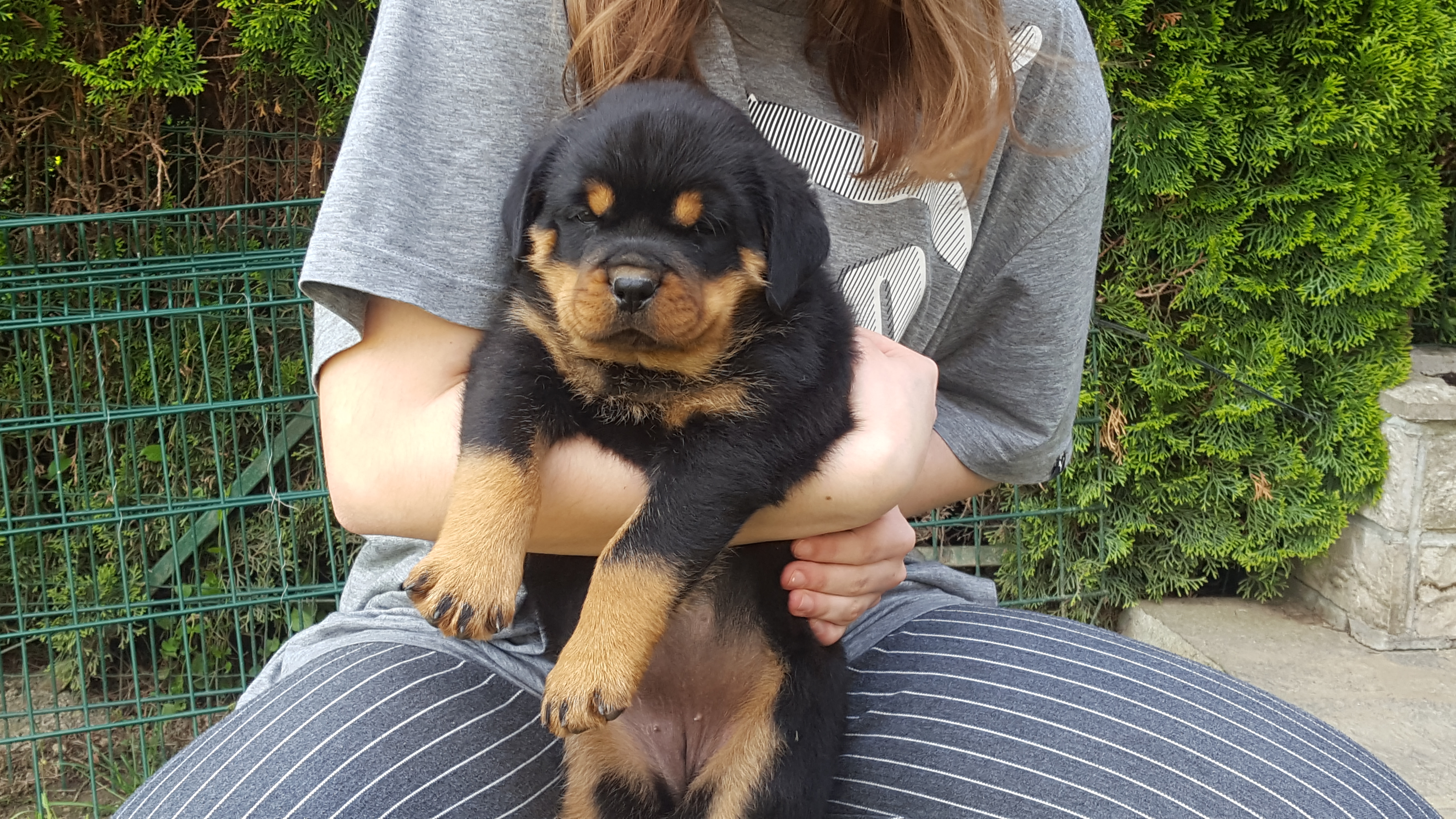 image of the dog Foa