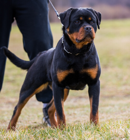 profile of the Rottweiler dog Foa