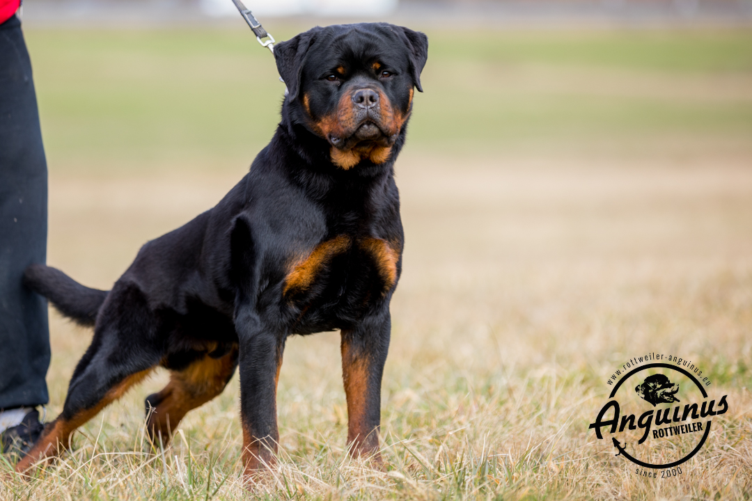 image of the dog Gibson