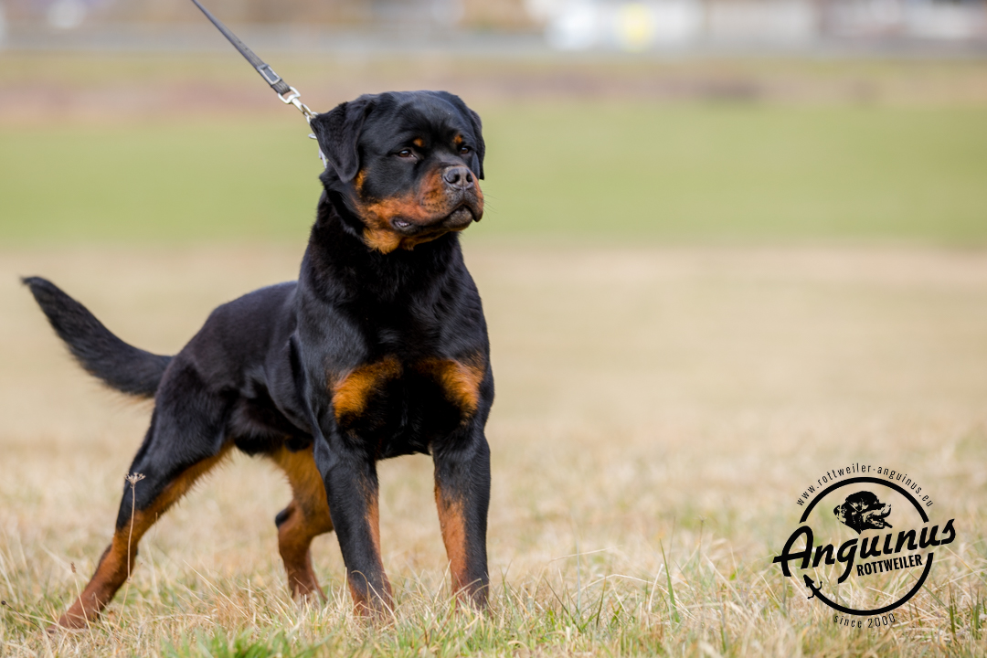 image of the dog Gibson