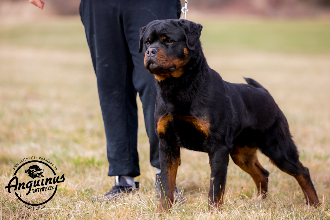 image of the dog Gibson