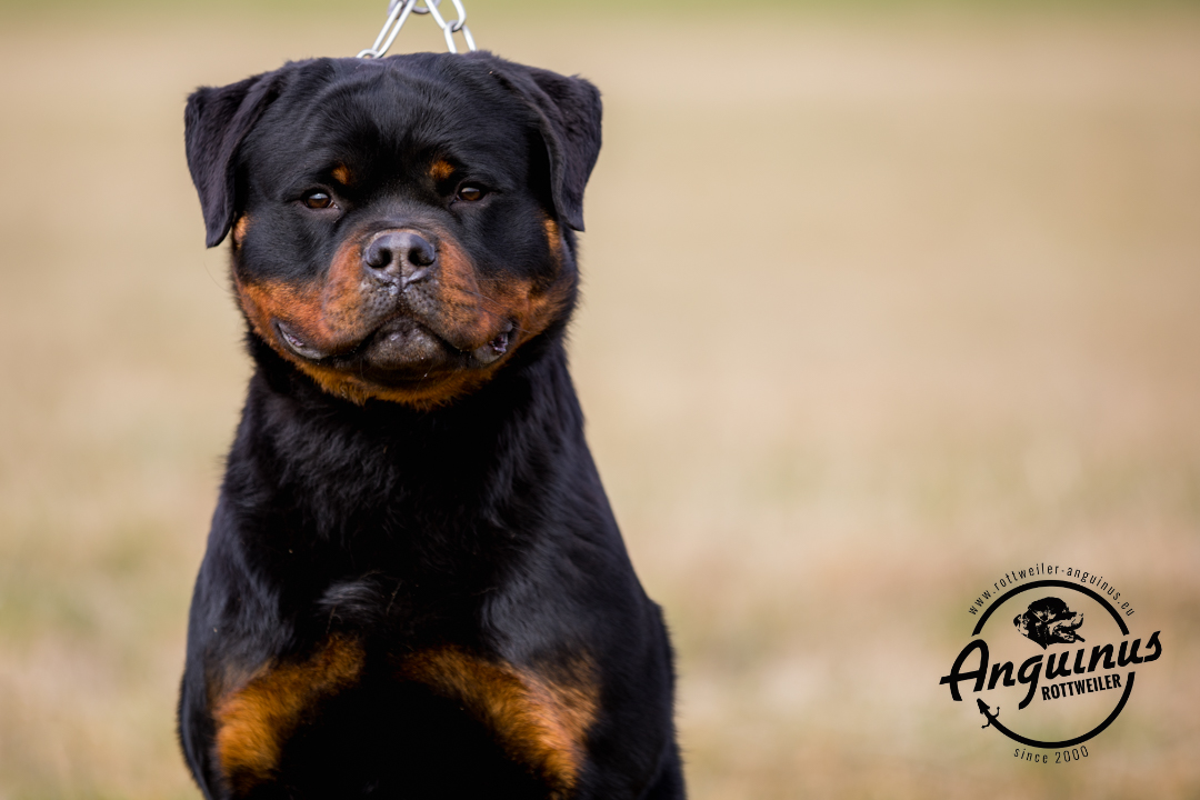 image of the dog Gibson