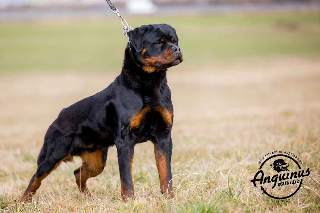 image of the dog Gibson