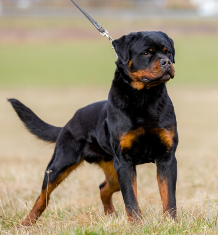 profile of the Rottweiler dog Gibson