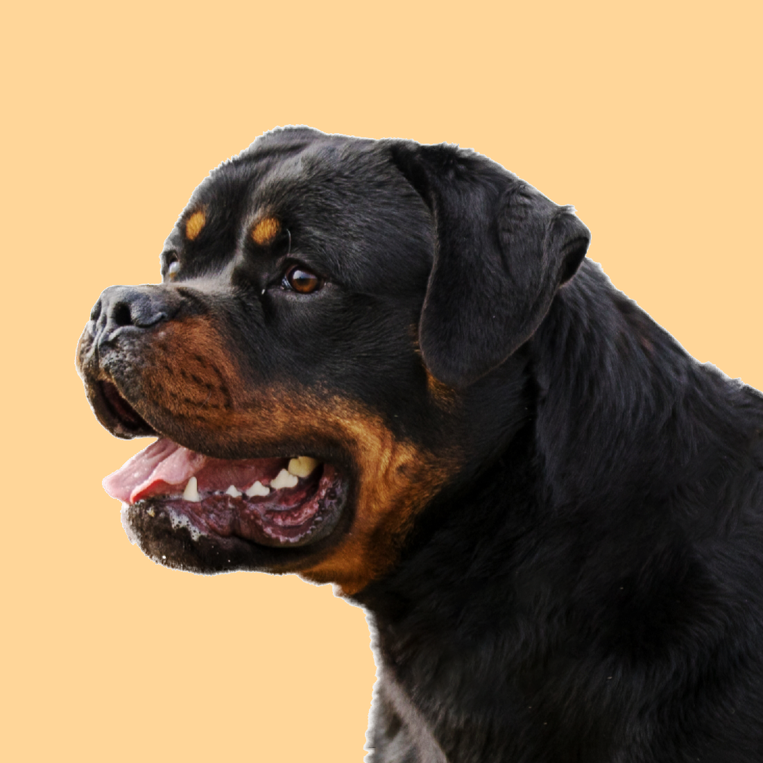 profile of the dog Fang