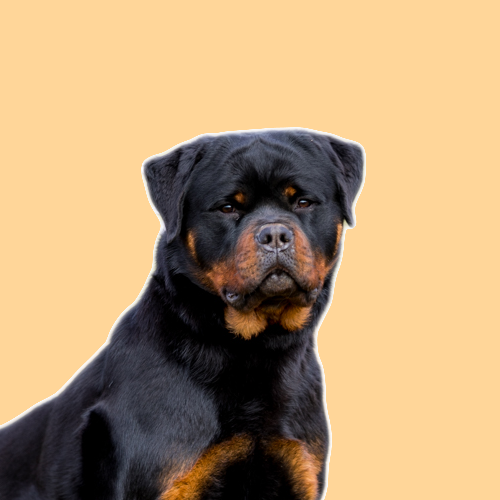 profile of the dog Gibson