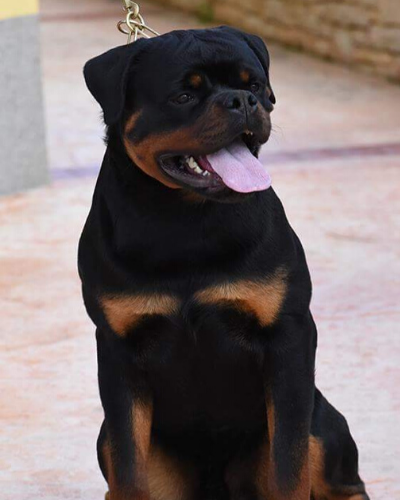Rottweiler dog Eminem