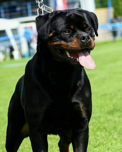 Rottweiler dog Bia