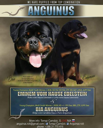 profile of the parent dog