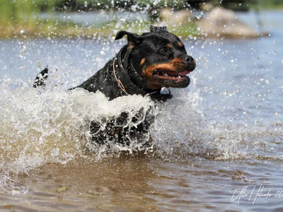 image of the Rottweiler dog Dakota