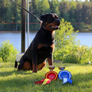 image of the Rottweiler dog Dakota