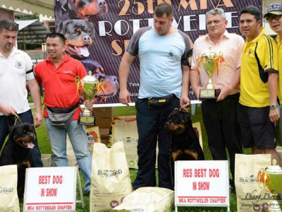 image of the Rottweiler dog Enrique